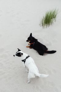 Small Mixed-Breed Dogs Playing and Resting on a Sandy Beach with Dune Grass and Ocean Views