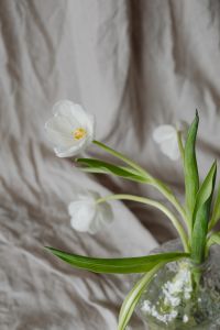 Kaboompics - White Tulip Leaves and Partial Blooms Beside a Textured Clear Vase