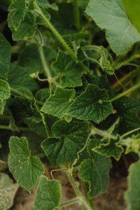 Kaboompics - Close-Up of Cucumber Vine Leaves