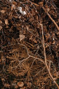 Kaboompics - Dry Leaves and Twigs Creating a Woodland Floor Texture