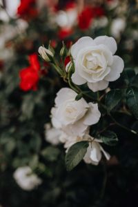 Kaboompics - White Rose and Buds Against a Soft Red Garden Blur