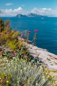 Kaboompics - Blurred Coastal Wildflowers with Open Blue Sea and Sky