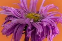 Kaboompics - Purple Flower Macro on Bright Orange Background