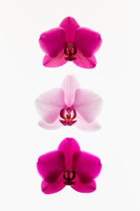 Kaboompics - Vertical Orchid Arrangement In Soft Backlight On White