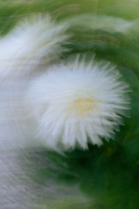 Kaboompics - Close-Up White Flower with Soft Focus and Green Blur