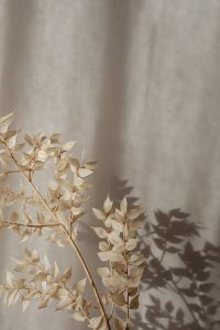 Kaboompics - Pale Dried Leaves and Layered Shadows on Beige