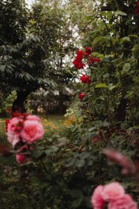 Kaboompics - Vibrant Shades of Red Roses in the Garden