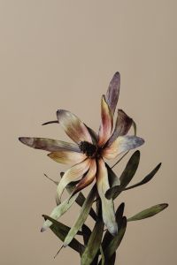 Kaboompics - Dried Brown Flower Portrait On Beige