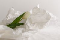 Kaboompics - White Tulip on Crumpled White Paper