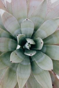 Kaboompics - Pale Green Agave Rosette with a Symmetrical Leaf Pattern