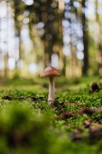 Kaboompics - Brown Mushroom Growing in Green Moss
