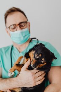 Kaboompics - Close-Up of a Small Black and Tan Dog in a Masked Veterinarian’s Arms