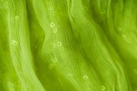Kaboompics - Abstract Green Organic Texture Close-Up