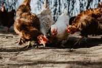 Kaboompics - Farm chicken eating seeds