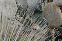 Kaboompics - Long White Cactus Spines Across Pale Green Pads