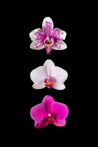 Kaboompics - Minimal Orchid Composition Pink Flowers On Black Background