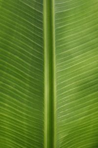 Kaboompics - Banana Green Leaf Backgrounds
