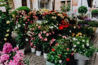 Kaboompics - Flower shop in Castelfranco Veneto, Italy