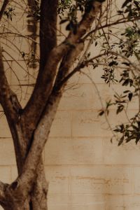 Kaboompics - Soft-Focus Olive Tree Branches on a Stone Wall