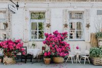 Kaboompics - Beautiful pink rhododendrons in front of the restaurant in Łódź, Poland