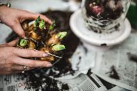 Kaboompics - Woman planting seedlings on a newspaper cover table