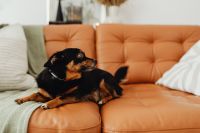Kaboompics - Small Black and Tan Dog Relaxing on a Cognac Leather Sofa