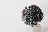 Kaboompics - Muted Hydrangea Bouquet in Ribbed Glass Vase Against White Wall