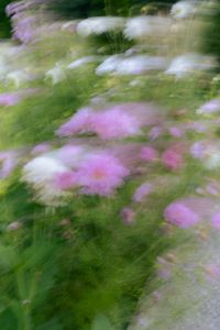 Kaboompics - White and Pink Flowers in a Delicate Blurred Garden