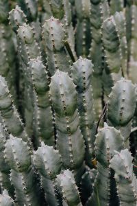 Kaboompics - Columnar Cactus Cluster with a Single Stem in Sharp Focus
