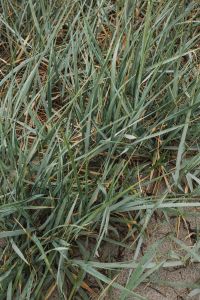 Kaboompics - Dense Coastal Dune Grass Texture