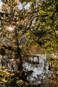 Kaboompics - Sunlit Trees Reflected in a Woodland Pond