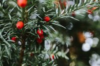 Kaboompics - Red rowan on trees