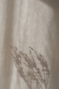 Kaboompics - Fine Botanical Stem Shadows on Textured Linen