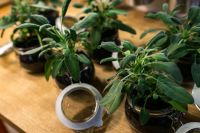Kaboompics - Potted Sage Herbs in Glass Jars with Coffee Cup on Kitchen Table