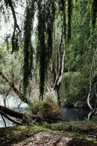 Kaboompics - Weeping Willow Branches over Forest River and Reeds