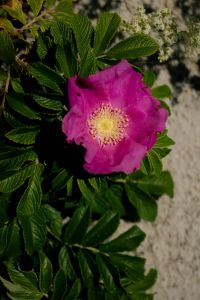 Kaboompics - Rosa Rugosa Flower Top View Sandy Background