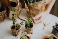 Kaboompics - Woman Holding Two Burlap-Wrapped Succulents Beside a Brass Watering Can
