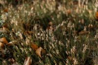 Kaboompics - Close Up of Dew Covered Heather in Autumn