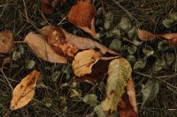 Kaboompics - Colorful Fallen Leaves and Green Plants on Autumn Grass