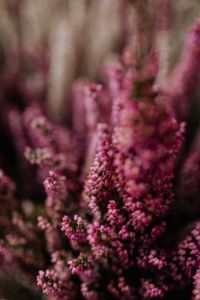Kaboompics - Vertical Pink Heath Flowers Rising through Soft-Focus White Erica, Moody Macro