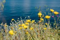 Kaboompics - White and Yellow Wildflowers along a Blue Coastal Horizon