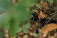 Kaboompics - Close-Up of Black Berries on a Woodland Branch