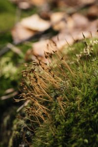 Kaboompics - Blurred Woodland Mushroom With Delicate Grass Stems