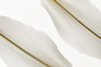 Kaboompics - Two White Lily Petals Minimal Isolated Arrangement