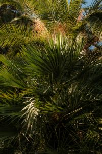 Kaboompics - Mediterranean Palm Fronds in Golden Light