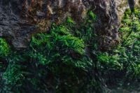 Kaboompics - Seaweed covering a rocky beach