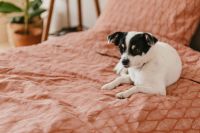 Kaboompics - Small Dog Sitting on a Textured Pink Bed, Cozy Bedroom Pet Lifestyle with Copy Space