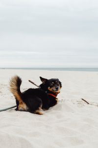 Kaboompics - Small Black and Tan Dog Sitting on Beach Sand and Looking Back, Leash and Shoreline
