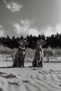 Kaboompics - Canine Couture - Paws and Style
