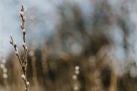 Kaboompics - Fresh spring catkin branches